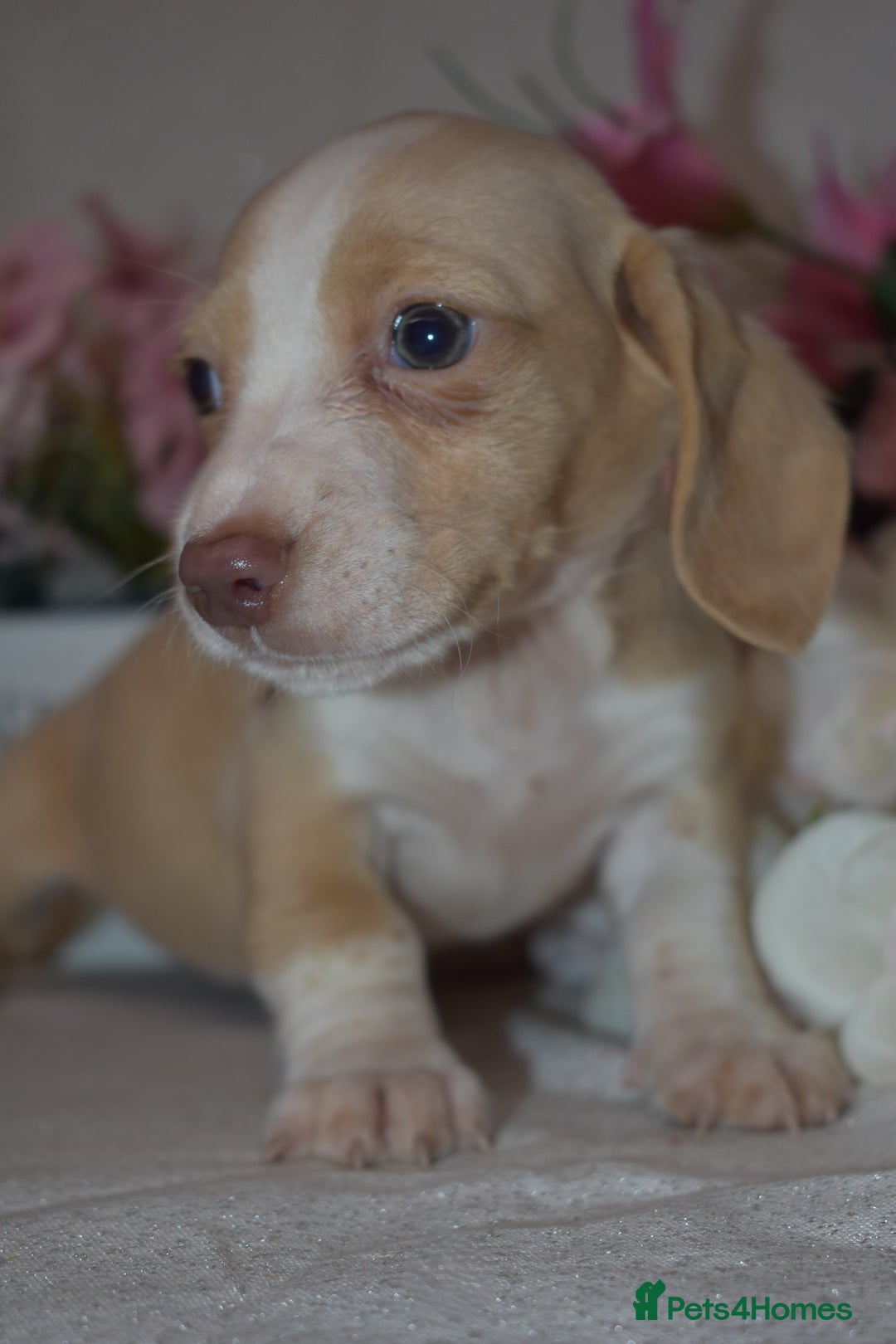 Miniature Dachshund dogs for sale: KC Smooth Coat Miniature Dachshund Puppies - Advert 5