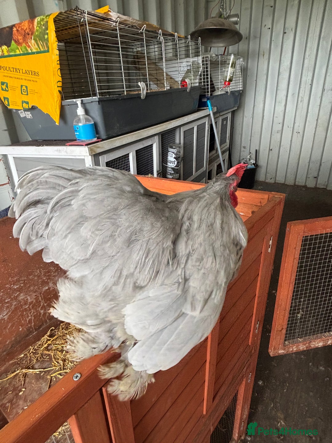 Chickens poultry for sale: Pure Pekin bantam lavender cockerel  - Image 1