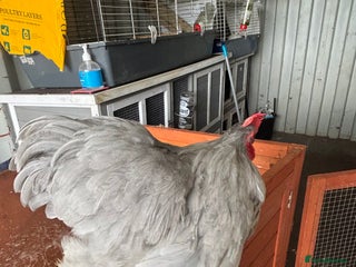 Chickens poultry - Advert 28