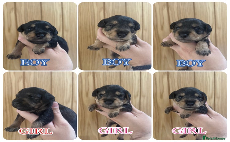 Mixed Breed dogs - Advert 5