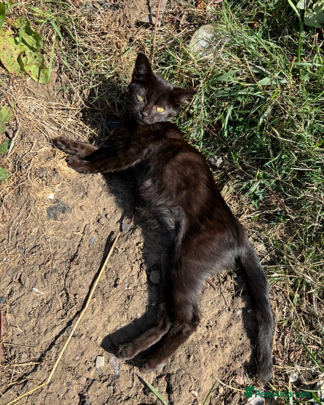 Domestic Shorthair cats for sale: 7 Month Old Male Kitten 🖤  - Image 3