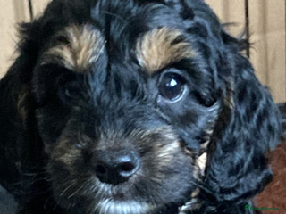 Cockapoo dogs ** Ready Now ** Fred Male Phantom Female Cockapoo - Advert 5