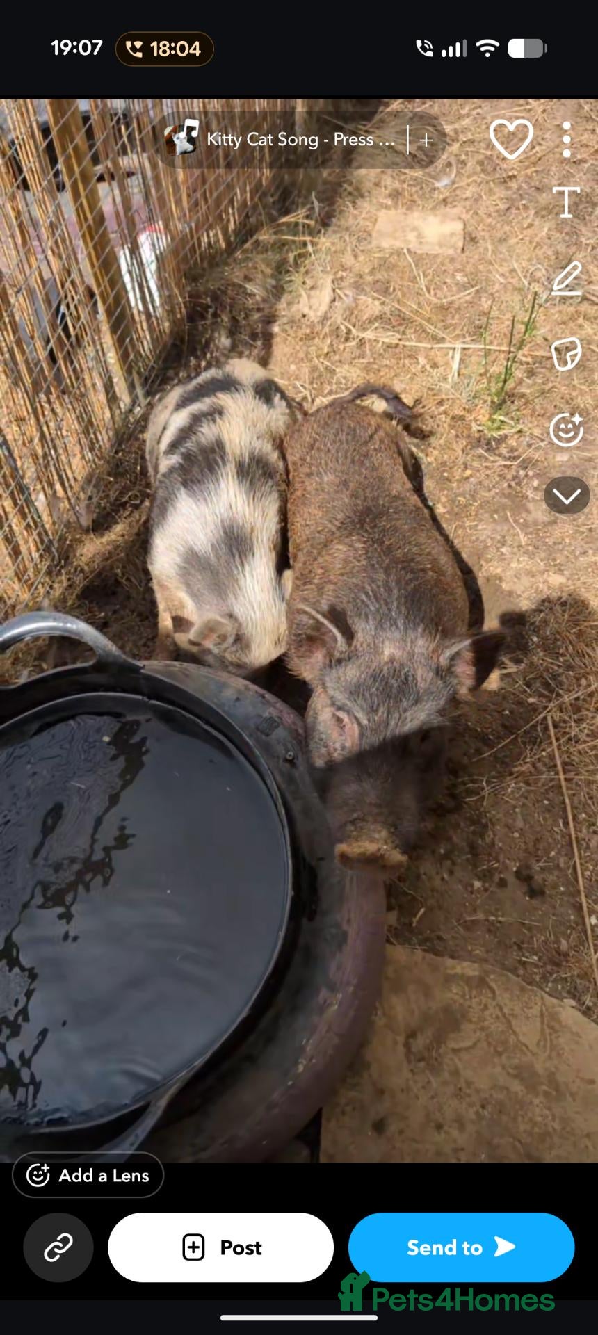 Pig livestock Two female Juliana pigs - Advert 7