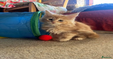 Maine Coon cats - Advert 8