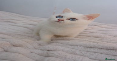 British Shorthair cats - Advert 11