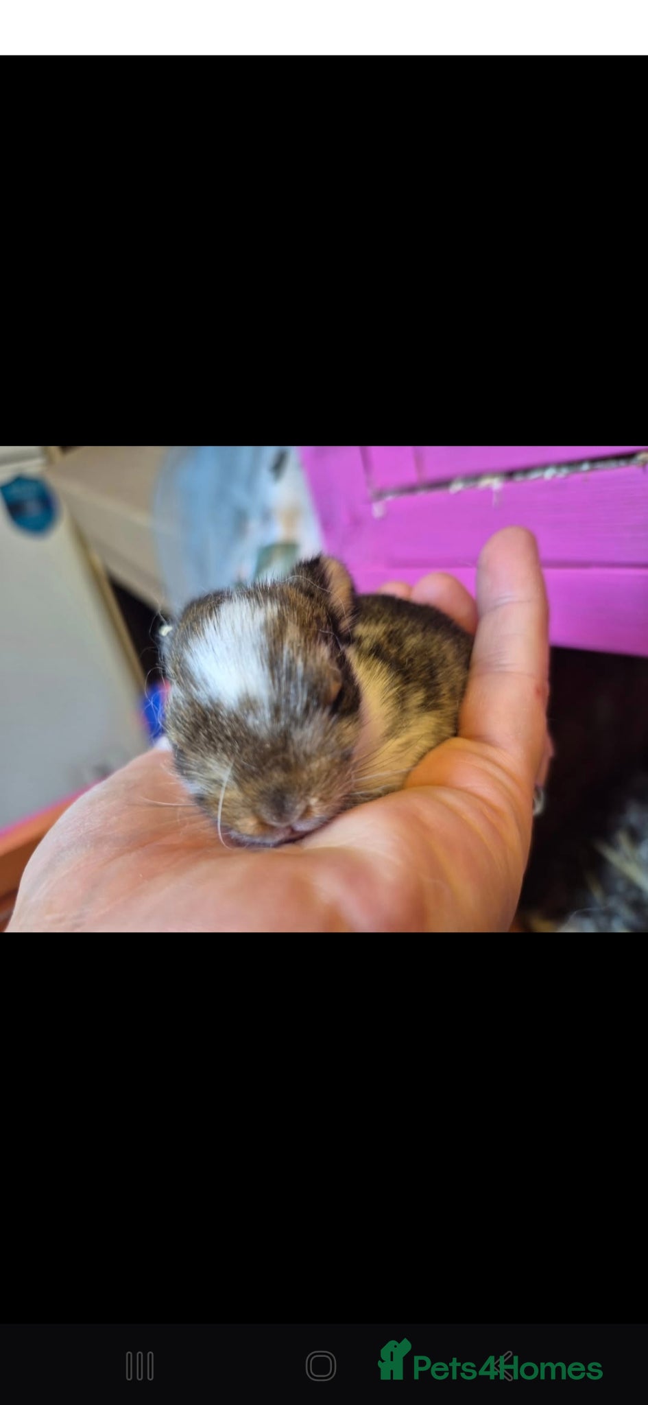 Netherland Dwarf rabbits for sale: Netherland dwarfs dwarf lops mini lops - Advert 4