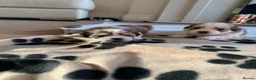 Malshi dogs for sale: Malshi puppies  - Advert 8