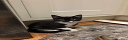 Mixed Breed cats for sale: Friendly and playful kittens - Advert 9