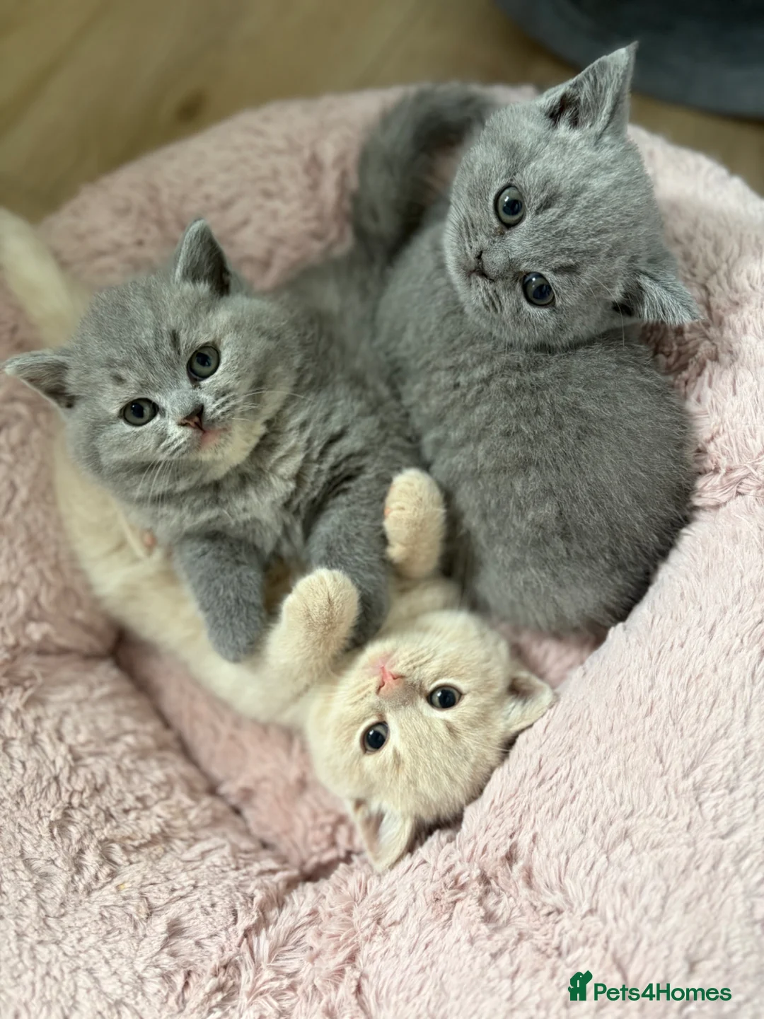 British Shorthair cats for sale: Ready soon BRITISH SHORTHAIR KITTENS😻 - Advert 1