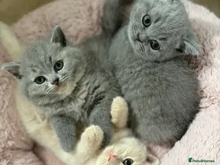 British Shorthair cats Ready soon BRITISH SHORTHAIR KITTENS😻 - Advert 4