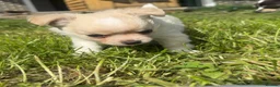 Chihuahua dogs for sale: ready to leave Stunning white fluffy chihuahua boy - Advert 3