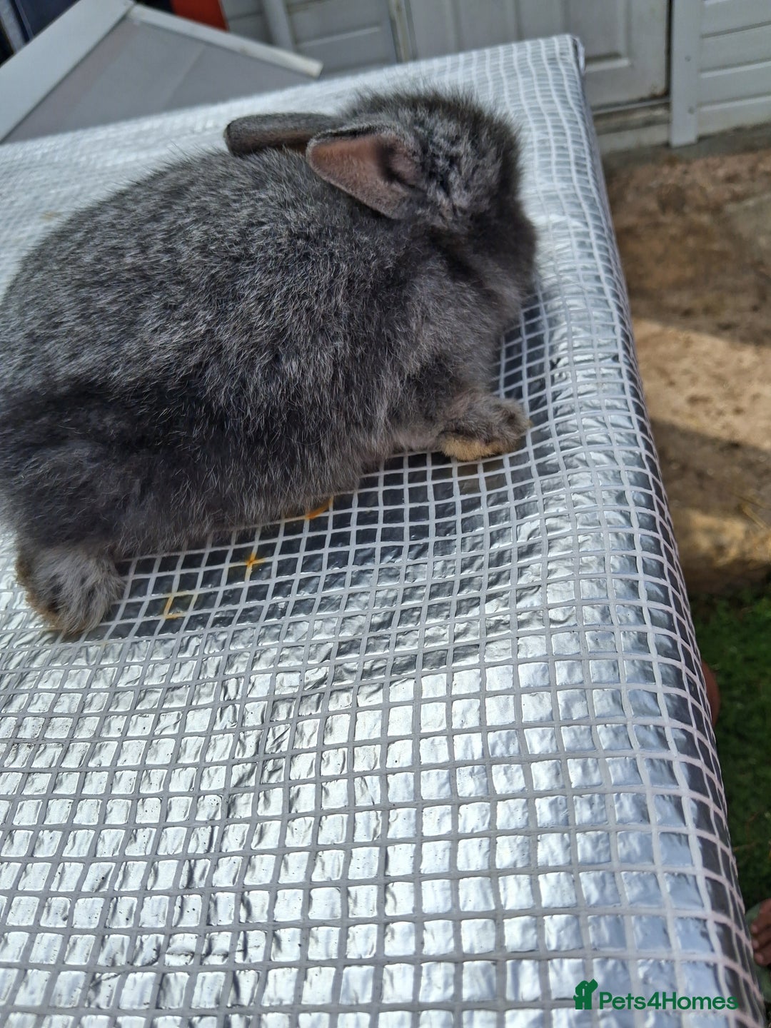 Lionhead rabbits for sale: lionhead bunnies  - Image 3