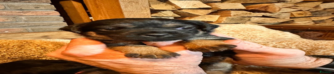 Border Terrier Puppy 6