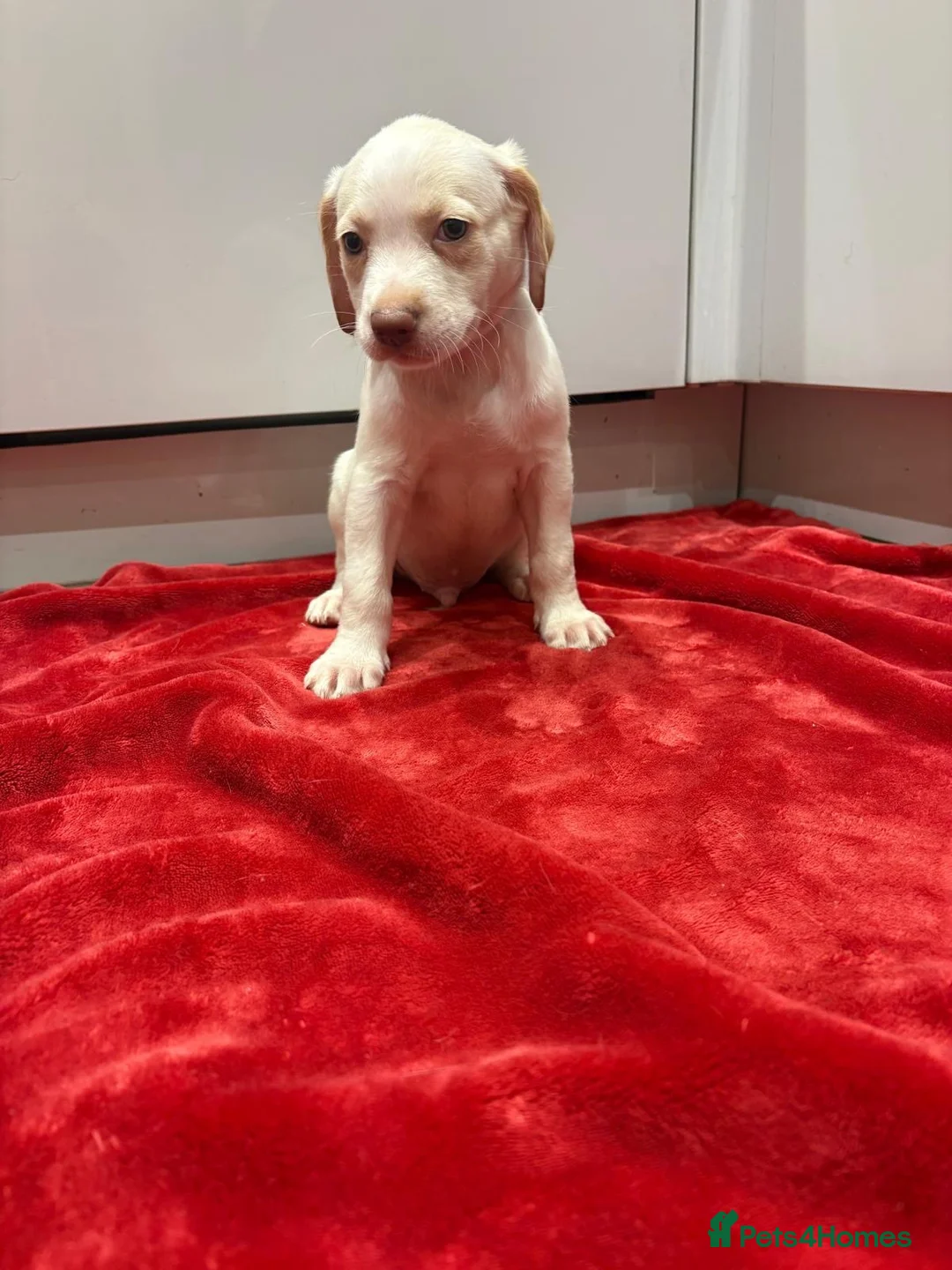 Mixed Breed dogs for sale: golden cocker retriever  - Advert 32