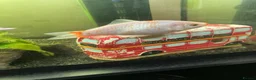 Goldfish fish for sale: 2 x goldfish  - Advert 2