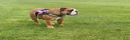 English Bulldog dogs for sale: Stunning KC Registered English Bulldog Bitch - Advert 3