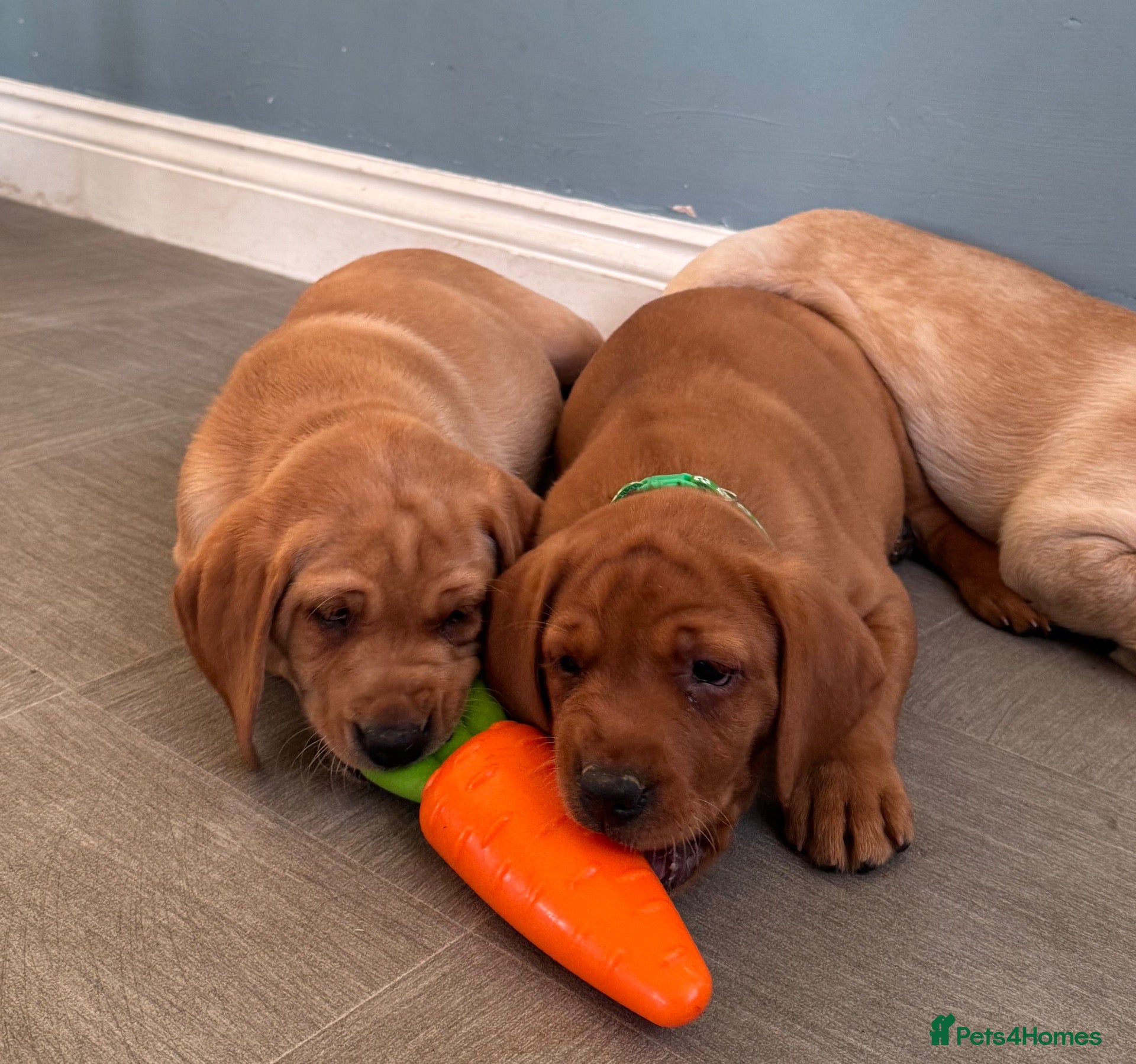 Labrador Retriever dogs KC Labradors Girls - parents health tested  - Advert 2