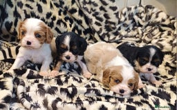 Cavalier King Charles Spaniel dogs for sale: Beautiful quality kc registered cavalier puppies  - Image 12