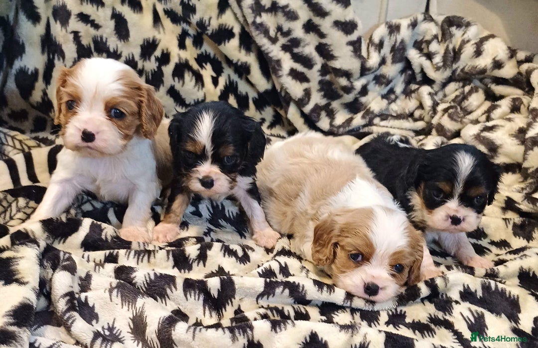 Cavalier King Charles Spaniel dogs for sale: Beautiful quality kc registered cavalier puppies  - Image 12