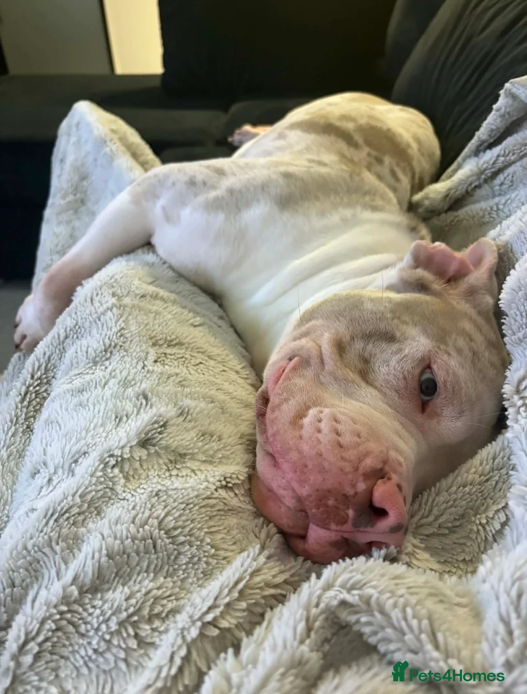 American Bully dogs for sale: Pedigree pocket bully champagne mearl - Advert 2