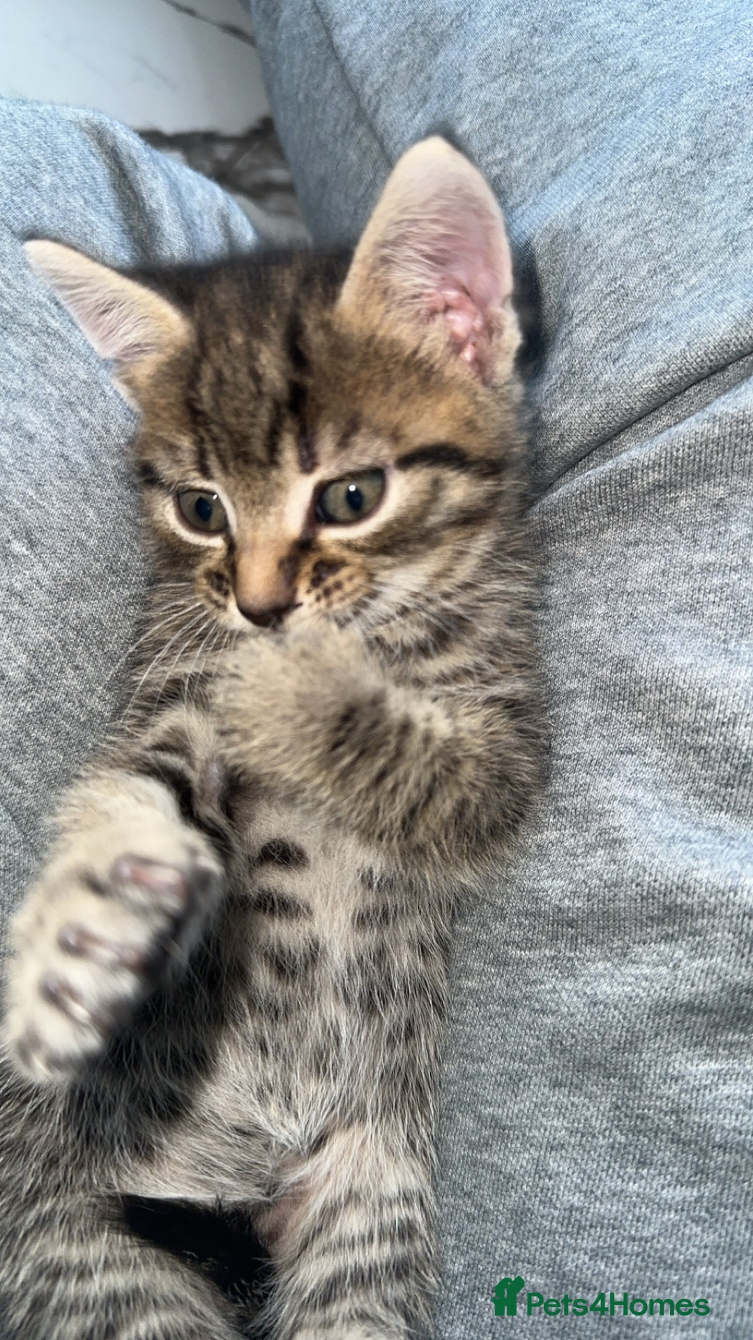 Domestic Shorthair cats for sale: Adorable tabby/bengal kittens to a good home - Image 36