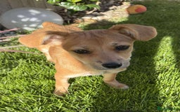 Mixed Breed dogs for adoption:  🐾 Meet Mayo – The Sweetest Pocket Rocket! 🐾 - Image 4