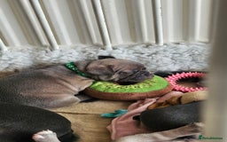 French Bulldog dogs for sale: KC REGISTERED BLUE & TAN FRENCHIES BOYS & GIRLS - Image 9