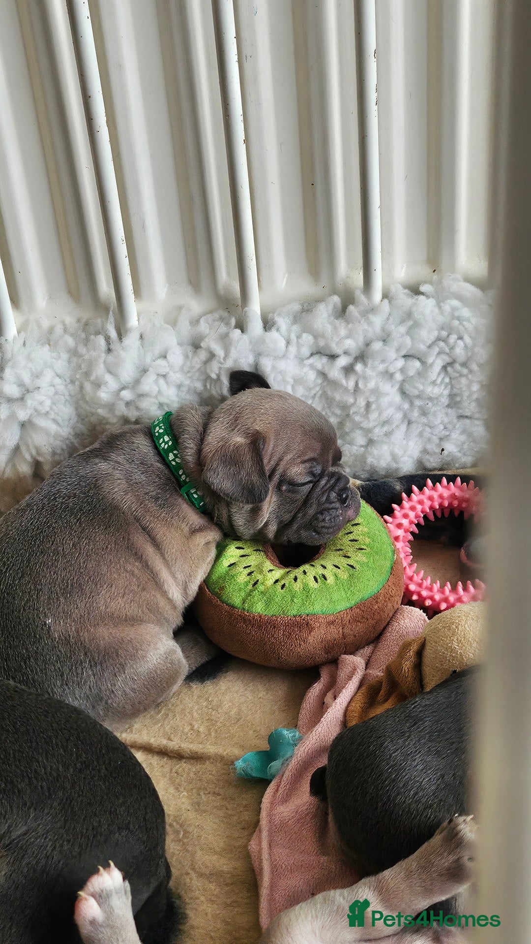 French Bulldog dogs for sale: KC REGISTERED BLUE & TAN FRENCHIES BOYS & GIRLS - Image 9