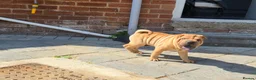 Shar Pei dogs for sale: Male shar pei for sale in Gateshead - Advert 7
