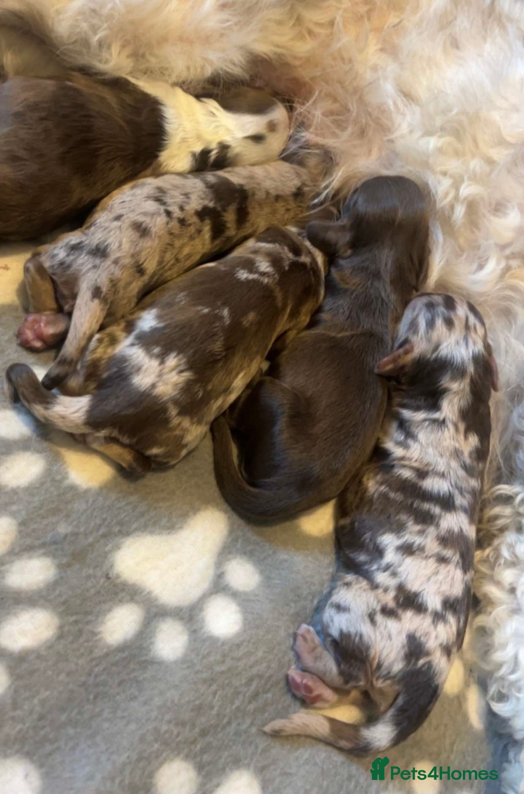 Cockapoo dogs for sale: Beautiful cockapoos looking for forever homes - Image 8