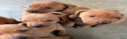 Labrador Retriever dogs for sale: F1 Labrador x Vizsla - Advert 4