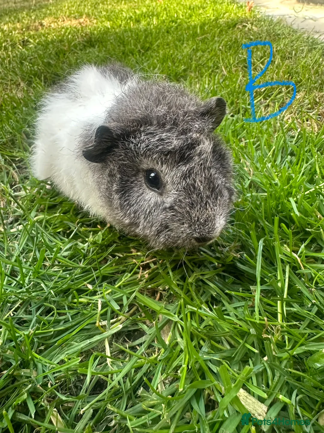 Guinea Pig rodents for sale: Female and male Guinea Pigs For Sale - Advert 1
