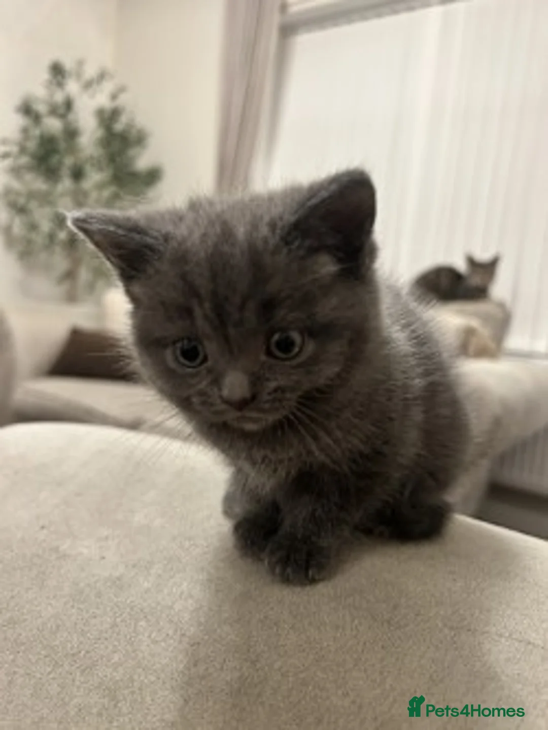 Mixed Breed cats for sale: Gorgeous Kittens Ready for Their New Homes - Advert 9