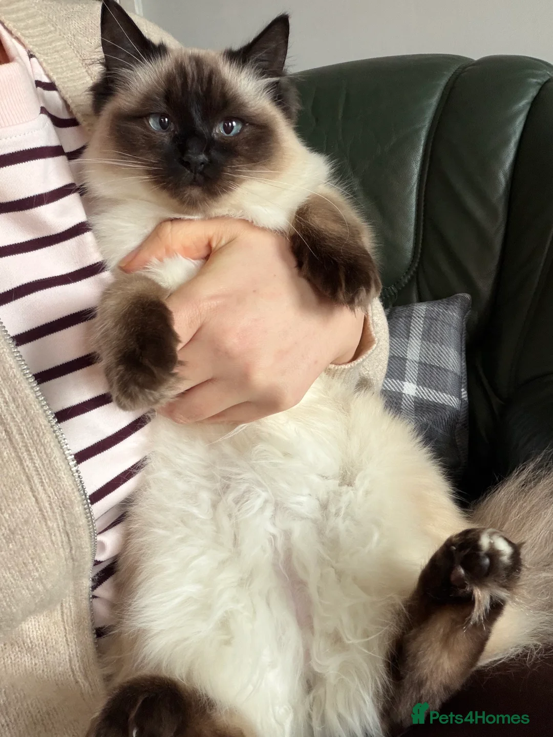 Ragdoll cats for sale: Rag doll  - Advert 1