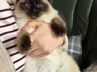 Ragdoll cats Rag doll in Stoke-on-Trent - Advert 1