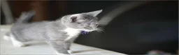 Mixed Breed cats for sale: Cute fluffy kittens black and white boys and girls - Advert 7