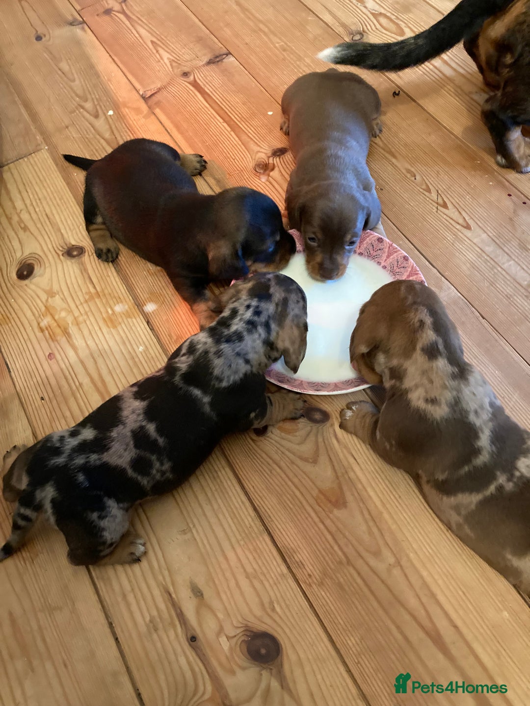 Miniature Dachshund dogs for sale: Beautiful Dappled Miniature Dachshund puppy - Advert 4