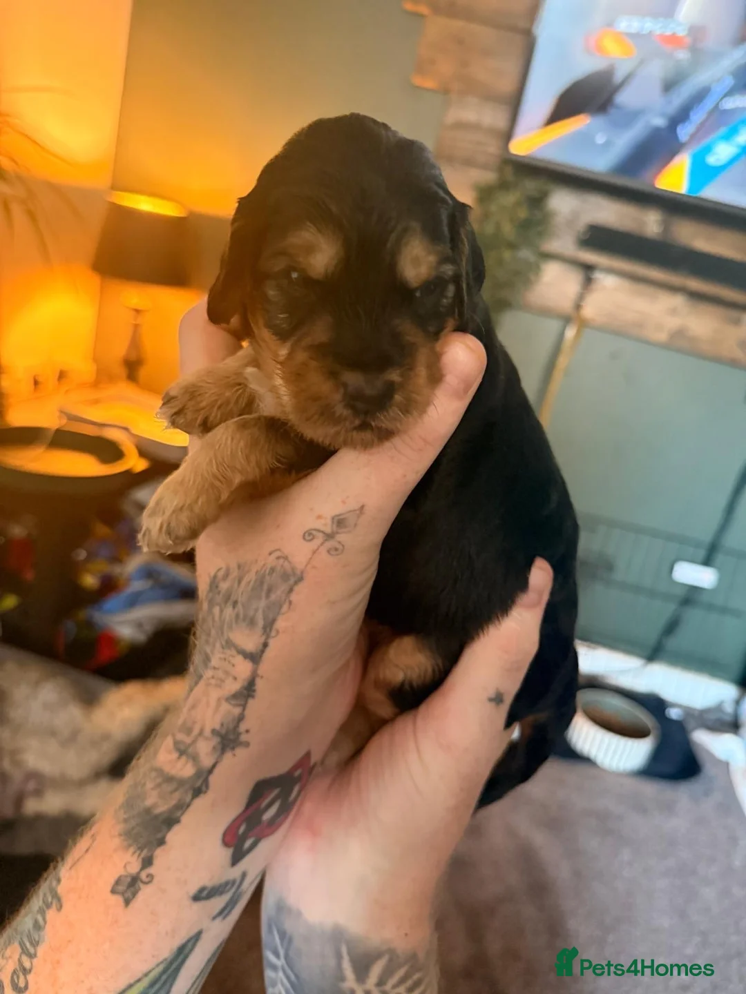 Cockapoo dogs for sale: Beautiful F2 cockapoo sable pups in Caernarfon - Advert 2