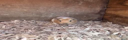 Guinea Pig rodents for sale: Baby guinea pigs  in Thetford - Advert 3