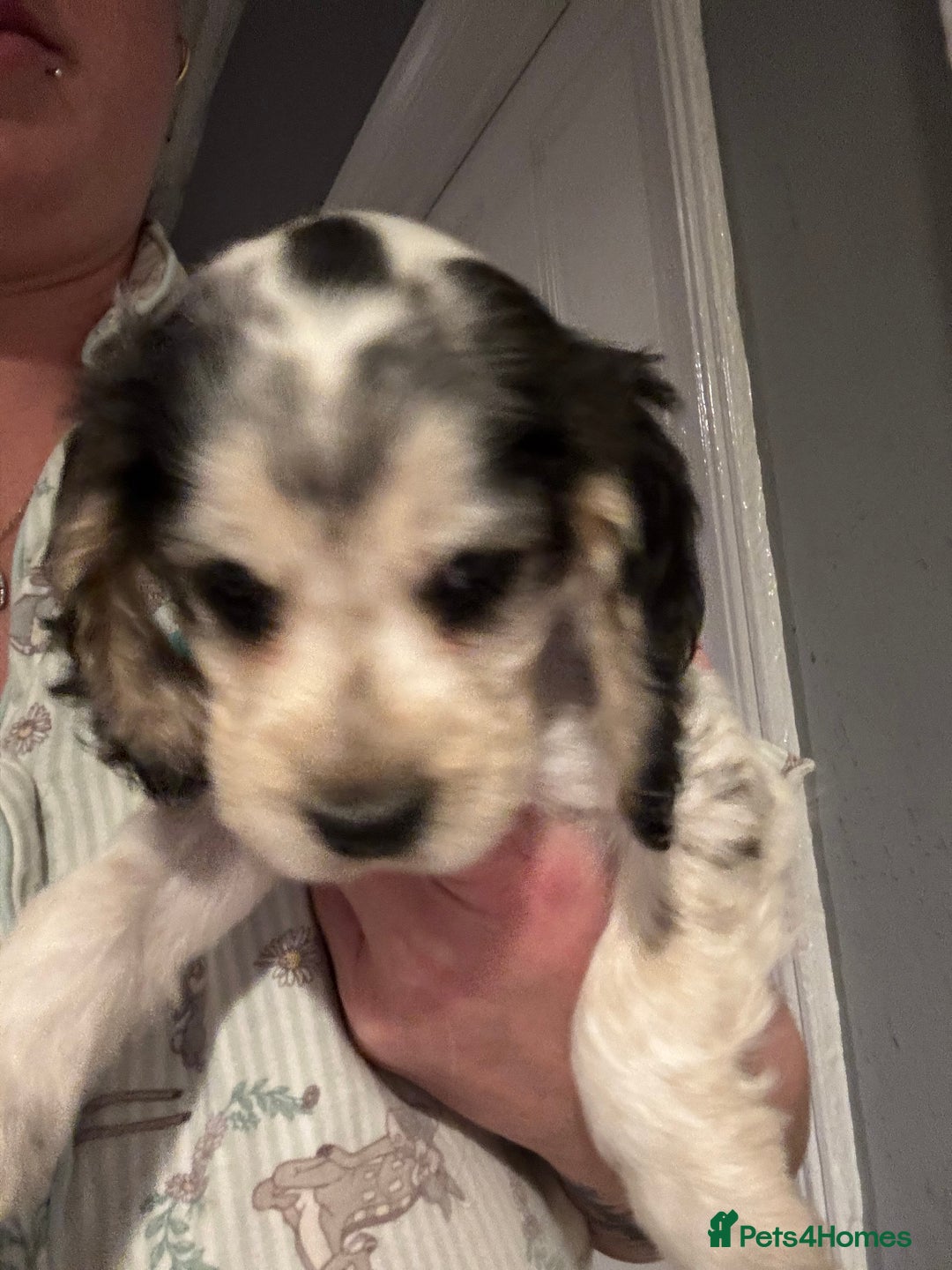 Cocker Spaniel dogs for sale: Stunning litter of Show Cocker Spaniel Puppies - Image 3