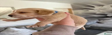 Mixed Breed 2