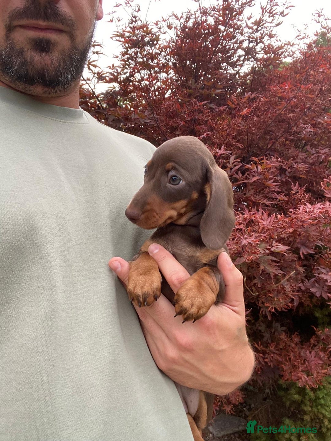 Miniature Dachshund dogs for sale: Beautiful choc and tan mini dachshund little girl - Image 3