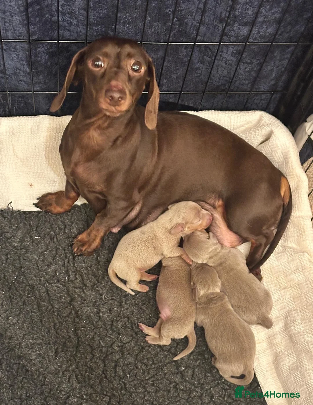 Miniature Dachshund dogs for sale: KC Miniature Isabella Dachshunds - Advert 3
