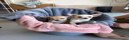 Chihuahua dogs for sale: 4 smooth coat apple head Chihuahua puppies - Advert 3