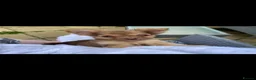 Chihuahua dogs for stud: 🐾 stunning long hair Chihuahua for stud   🐾 - Advert 10