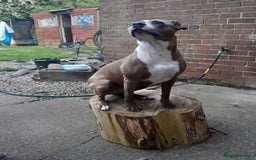 Mixed Breed dogs for sale: 3 loving puppys for sale - Image 8