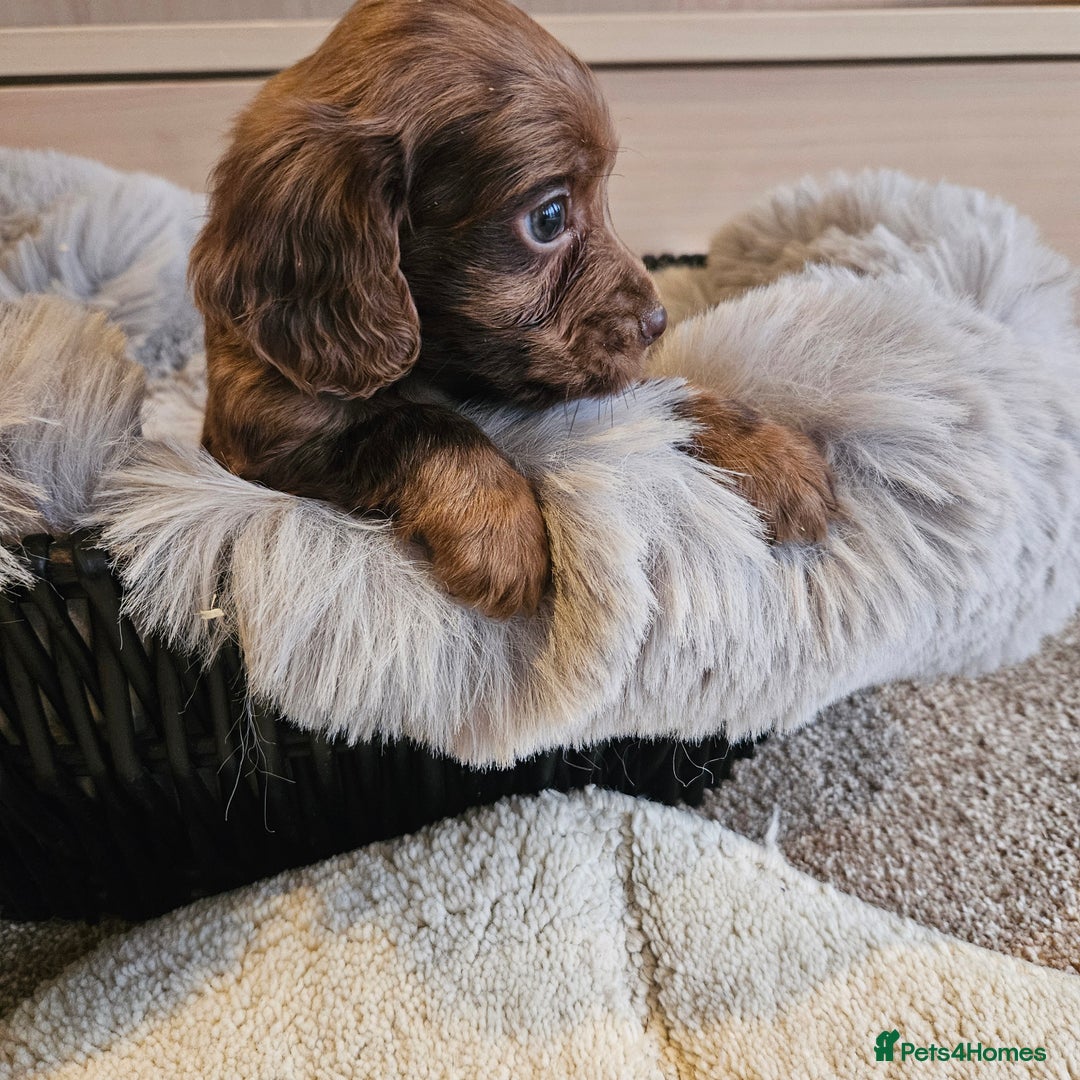 Cocker Spaniel dogs for sale: Rare Merle Working Type Cocker Spaniels - Advert 20