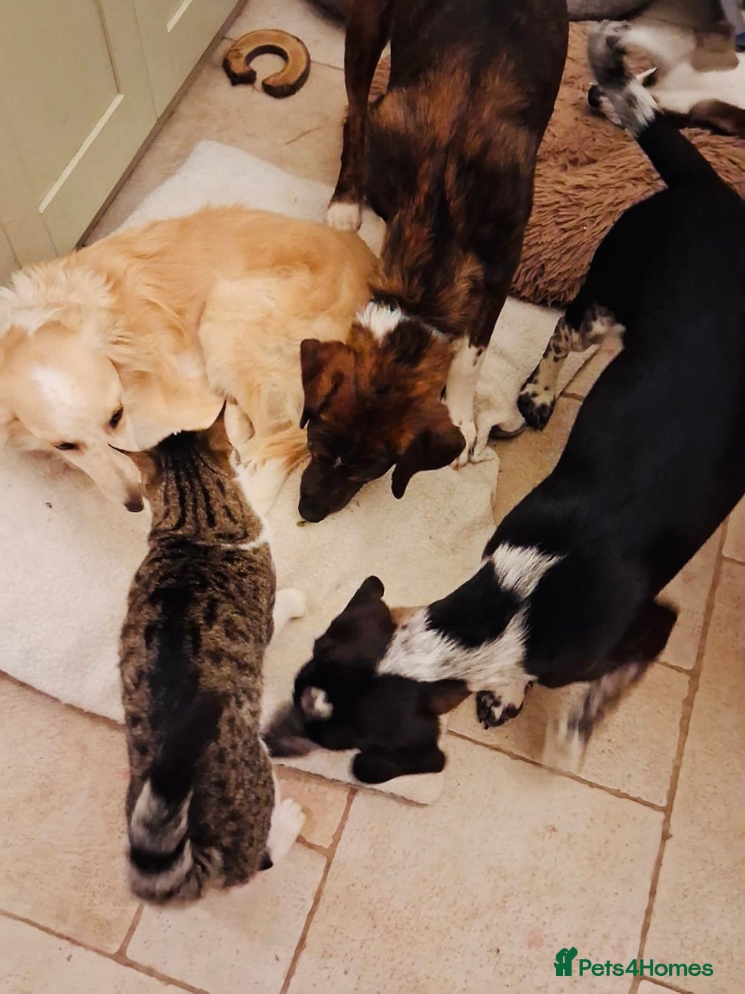 Mixed Breed dogs for sale: Handsome Enzo ready for his forever family - Advert 5