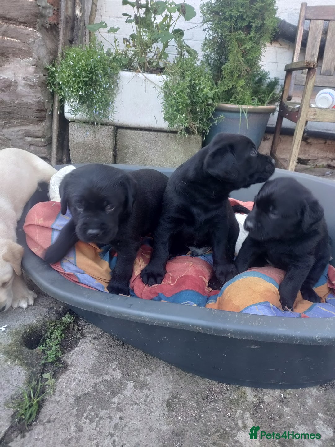 Labrador Retriever dogs for sale: Adorable Labrador Puppies  - Advert 11