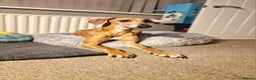 Mixed Breed dogs for sale: Saluki Greyhound Whippet.  - Advert 10